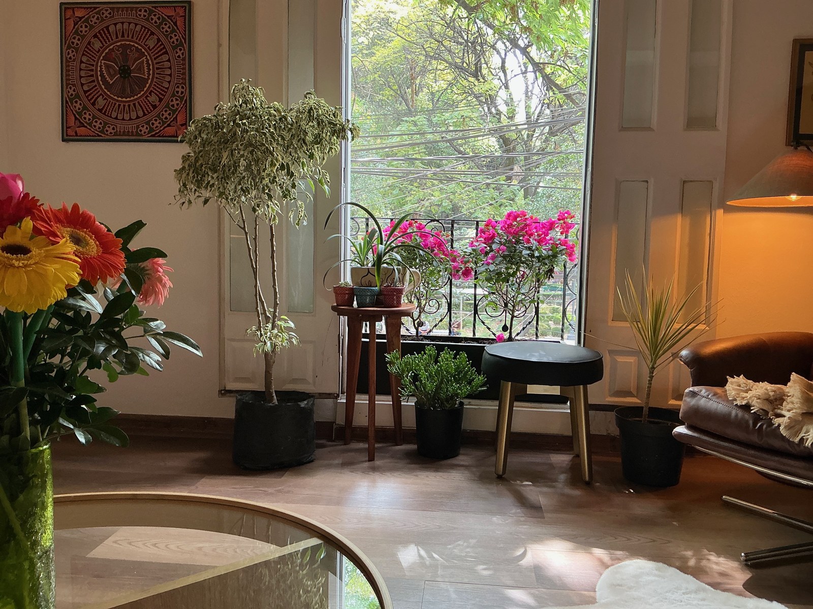 The sala at Yolicali in afternoon light: a young schefflera in a black woven basket beside an arched window, an alebrije stool with a black top and painted wooden legs in the center of the room, a small fern in a black pot, gerbera daisies in a glass vase at the left edge, a Huichol yarn painting on the wall in a dark frame, the iron balcony railing draped with bougainvillea, the green of Parque México visible through the glass.
