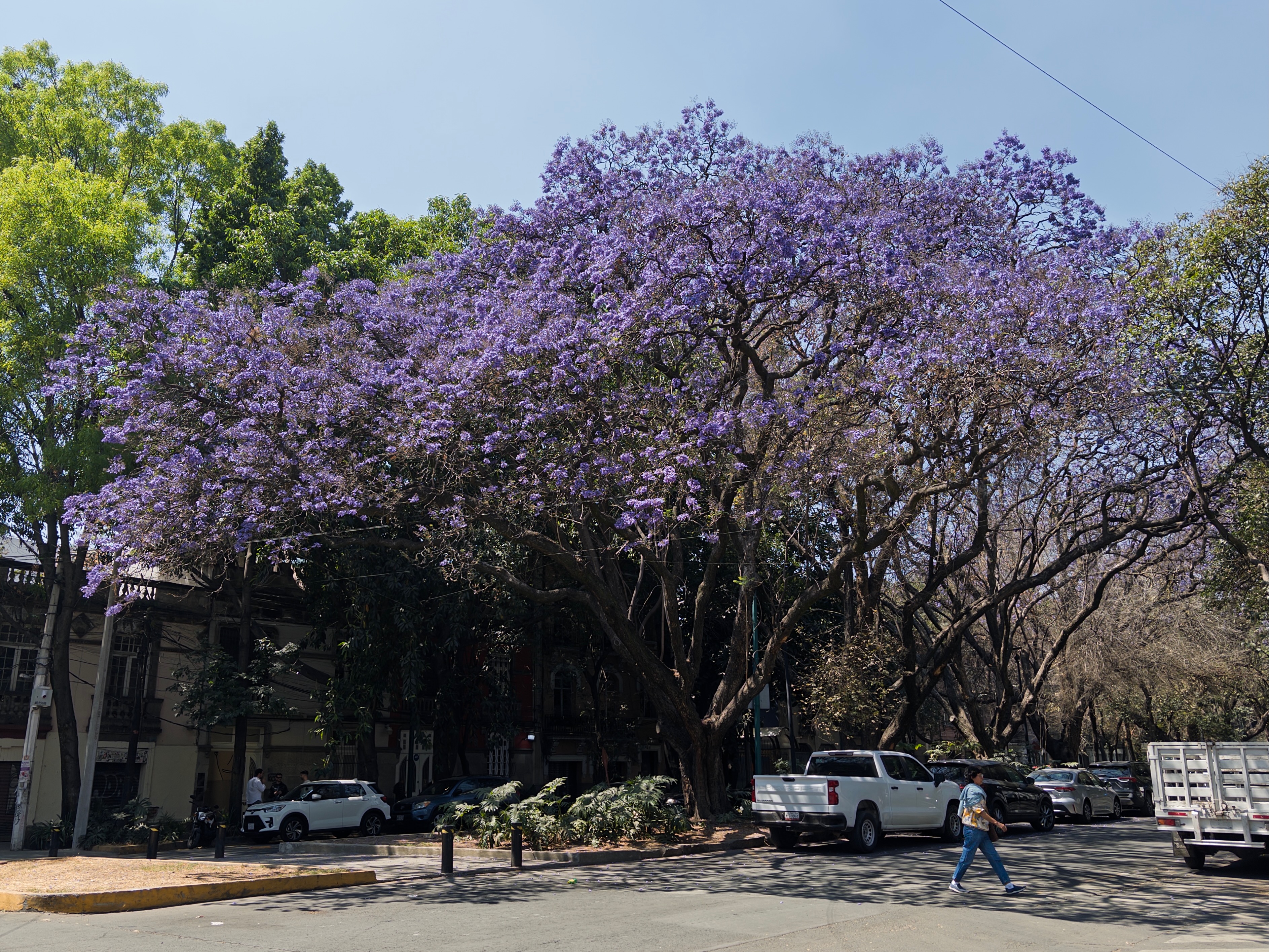 A jacaranda tree in full bloom canopying a street corner in Condesa, with a small white car and a white pickup truck parked along the curb and a pedestrian crossing in front.