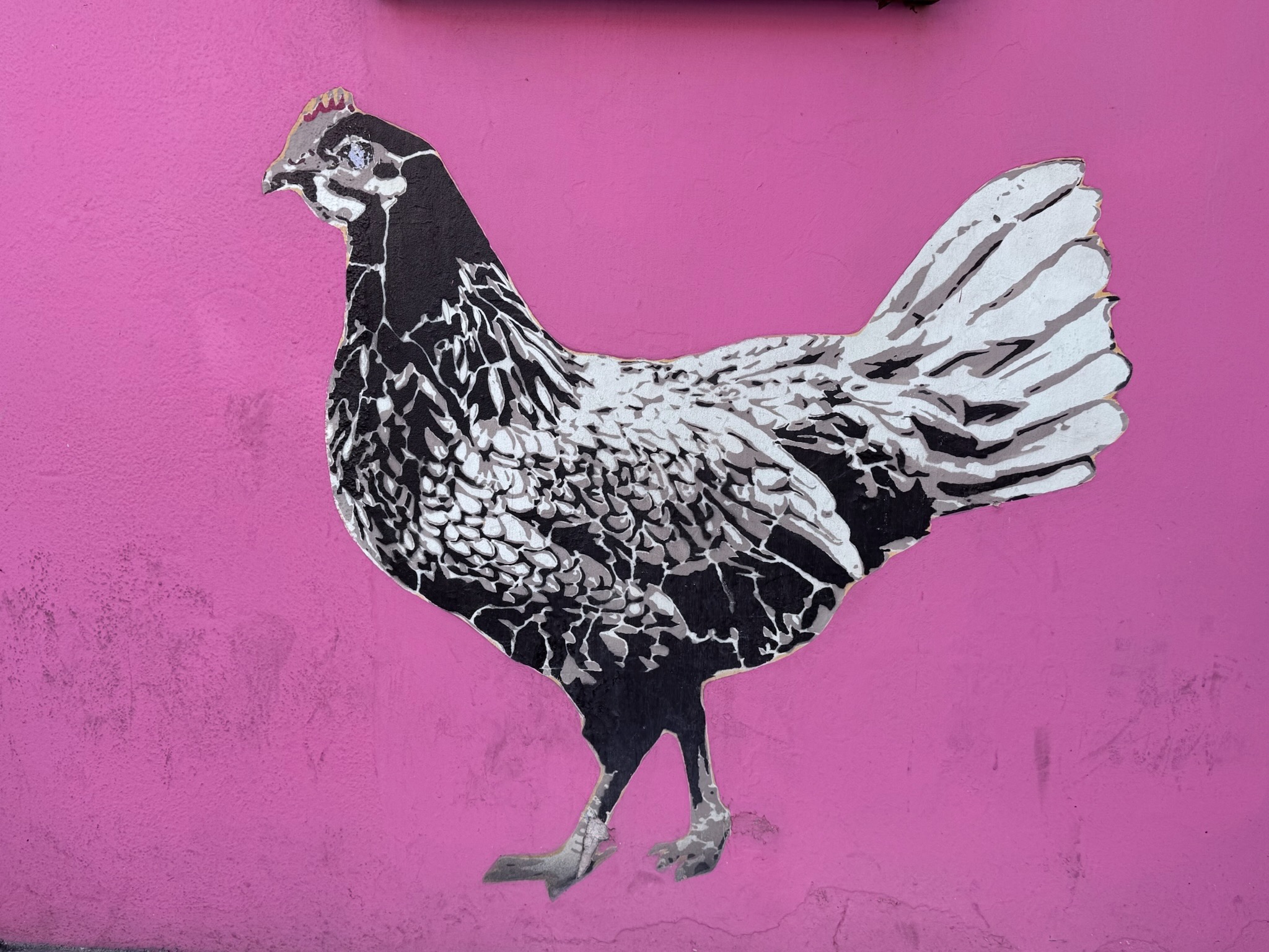 A black-and-white stencil or cutout artwork of a chicken mounted on a bright pink stucco wall. The hen is depicted in profile facing left, with detailed feather patterning in black and gray, a small red comb, and clawed feet.